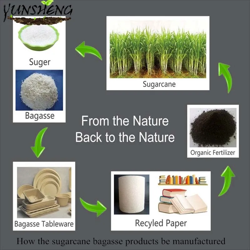 Compostable Disposable Paper Food Boxes with Clamshell for Fastfood Just Like Hamburger or Fries Food etc.